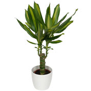 Dracaena Massangeana + White Cachepot